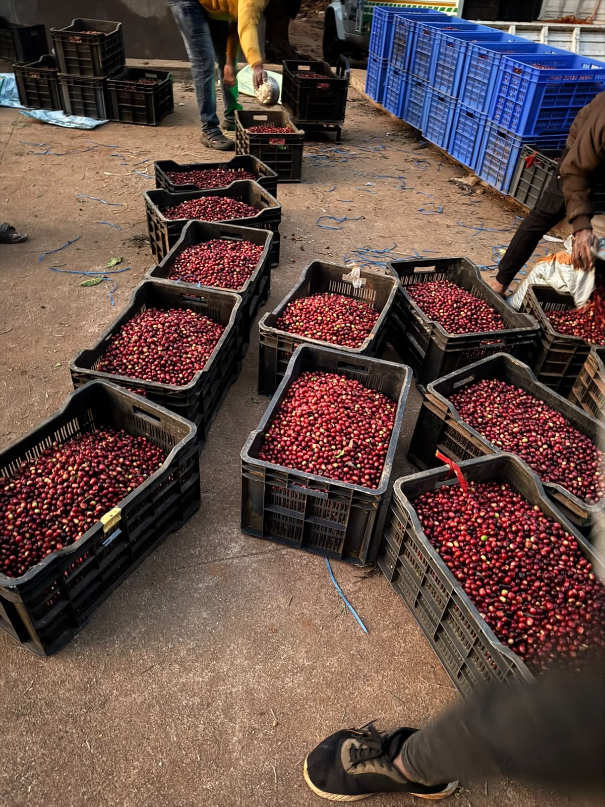 Standardized ventilated blue and black intake crates of ripe red cherries at processing hub