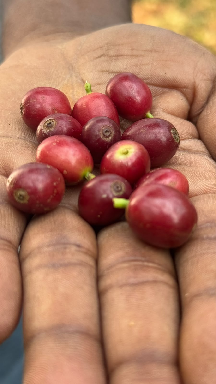 Farmer's palm holding handpicked ripe red coffee cherries in Koraput