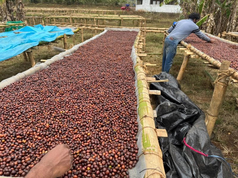 Workers raking cherries on bamboo raised beds