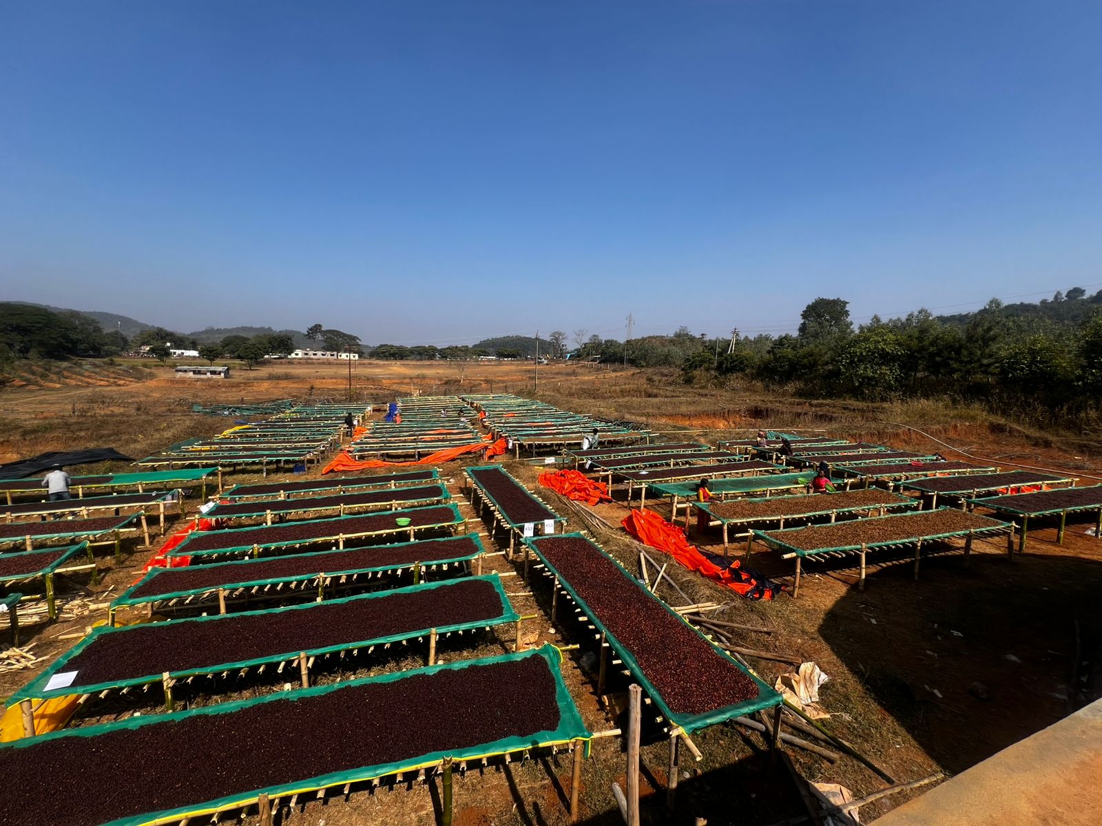 Odisii African raised drying bed facility in the Koraput highlands