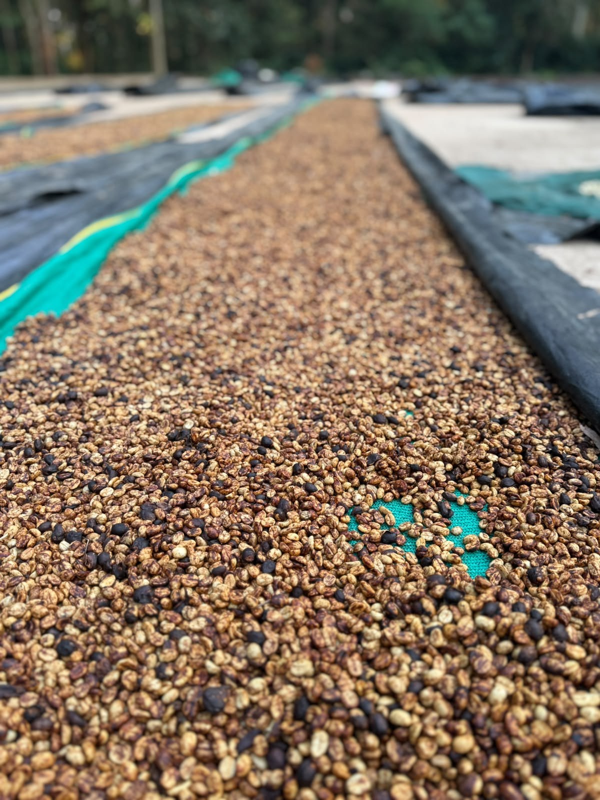 Macro view of honey sun-dried parchment beans drying in mesh rows